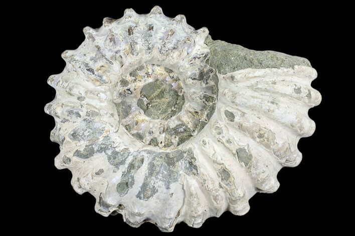 Bumpy Ammonite (Douvilleiceras) Fossil - Madagascar #103064